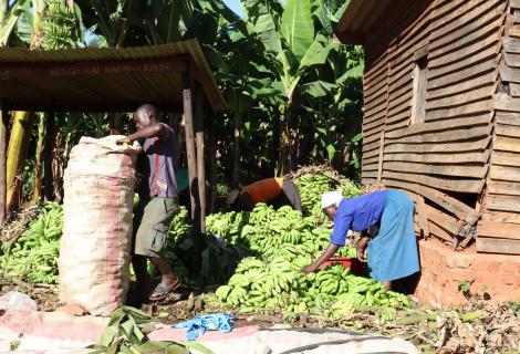 Preparing the banana crop for sale, that the community depends on