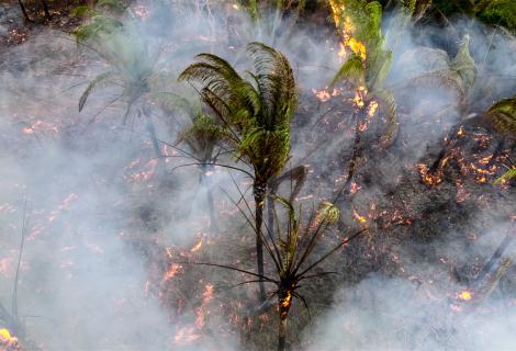 Fire spreads among babassu coconut palm trees in the municipality of Timbiras, within the Alegria/Campestre territory (Lago do Junco, Maranhão, Brazil)