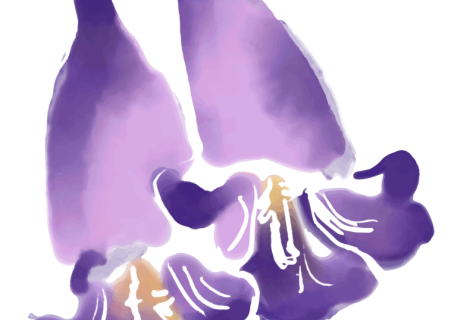 Jacaranda Paper cover page image